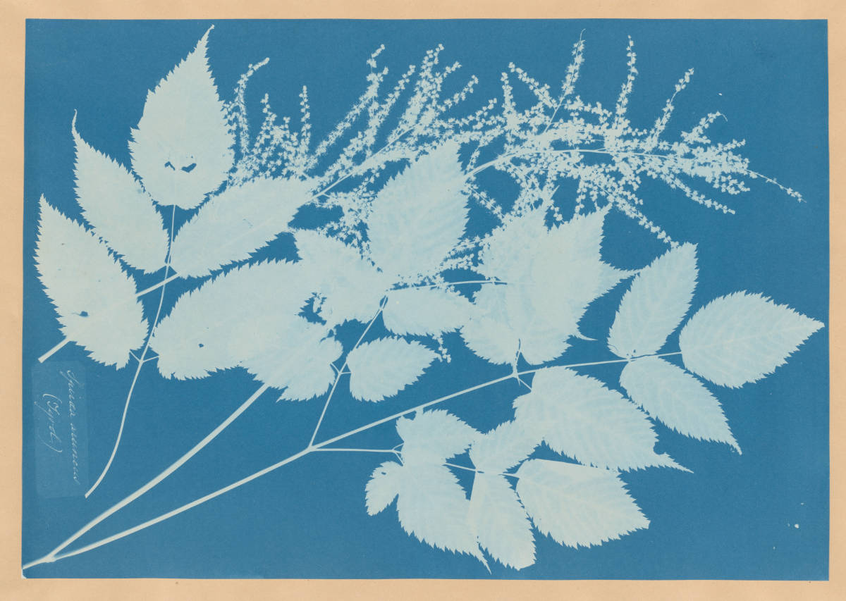 Cyanotype of several sprigs of a Tyrolean flowering shrub (Spiraea aruncus) by the British artist Anna Atkins.